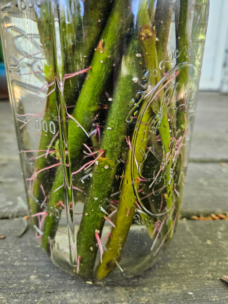 close up of root growth